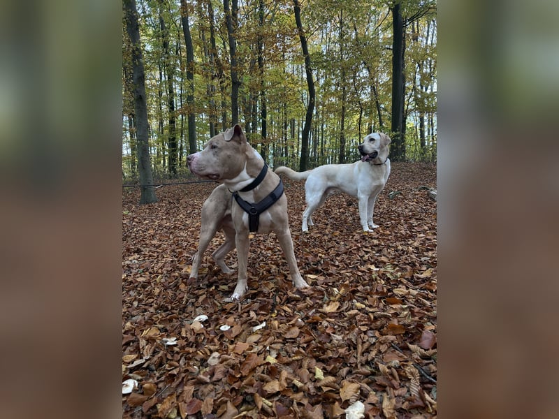American Bully Rüde 2 Jahre alt