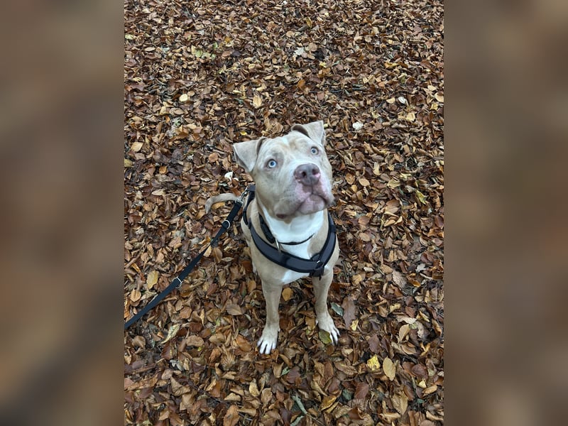 American Bully Rüde 2 Jahre alt
