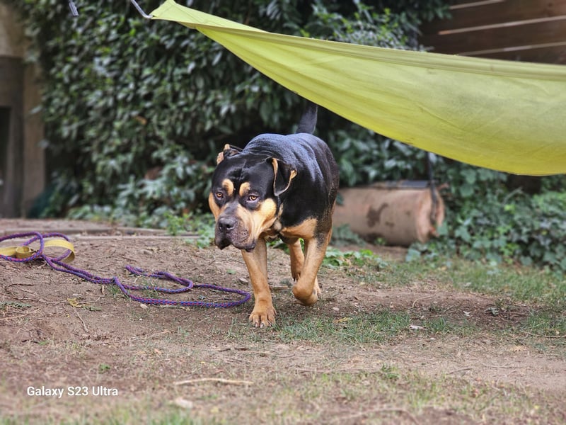 American Bully XL Deckrüde