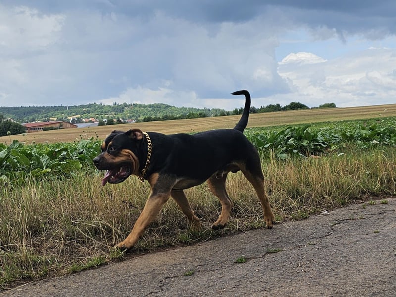 American Bully XL Deckrüde