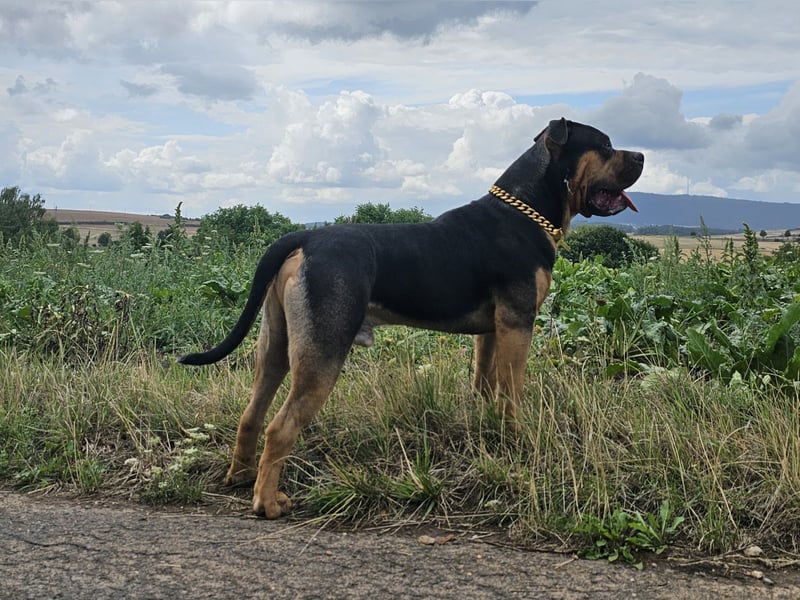 American Bully XL Deckrüde