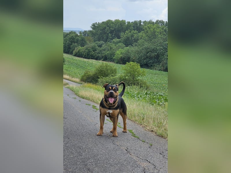 American Bully XL Deckrüde