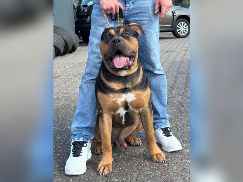 American Bully XL Deckrüde