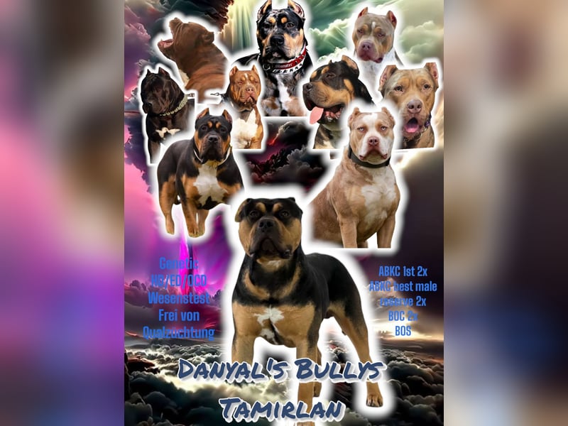 American Bully XL Deckrüde