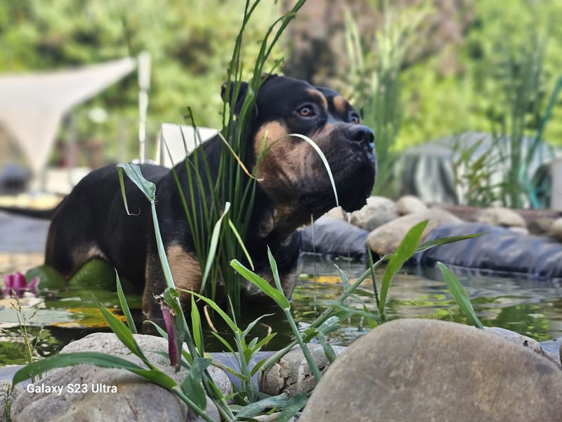 American Bully XL Deckrüde