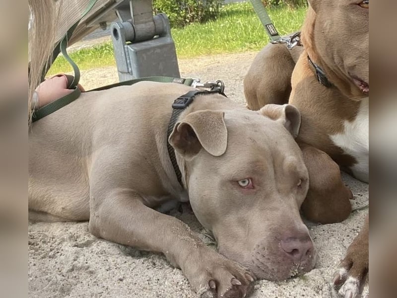 XL Bully mit Stammbaum