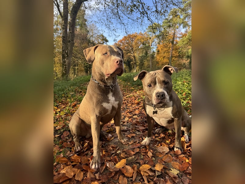 American Bully Xl Deckrüde