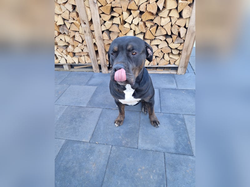 American Bully XL