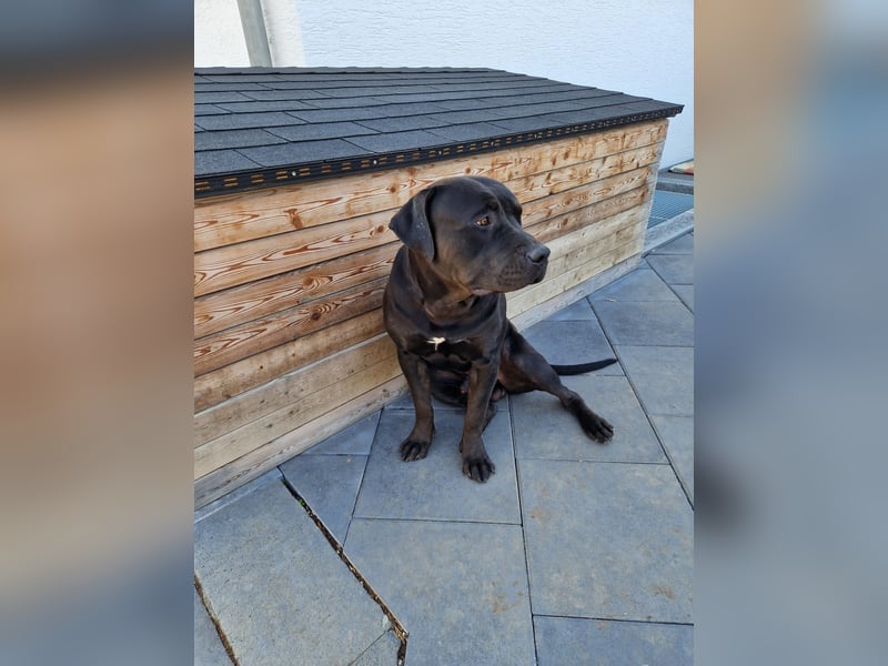 American Bully XL