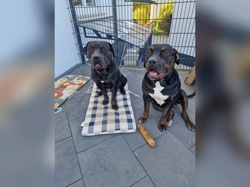 American Bully XL
