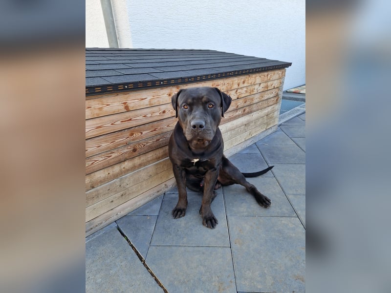 American Bully XL