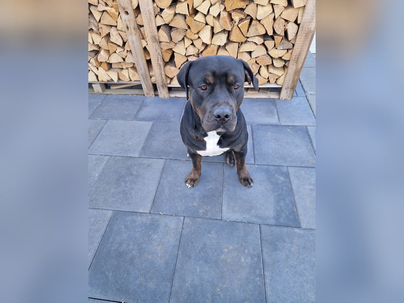American Bully XL