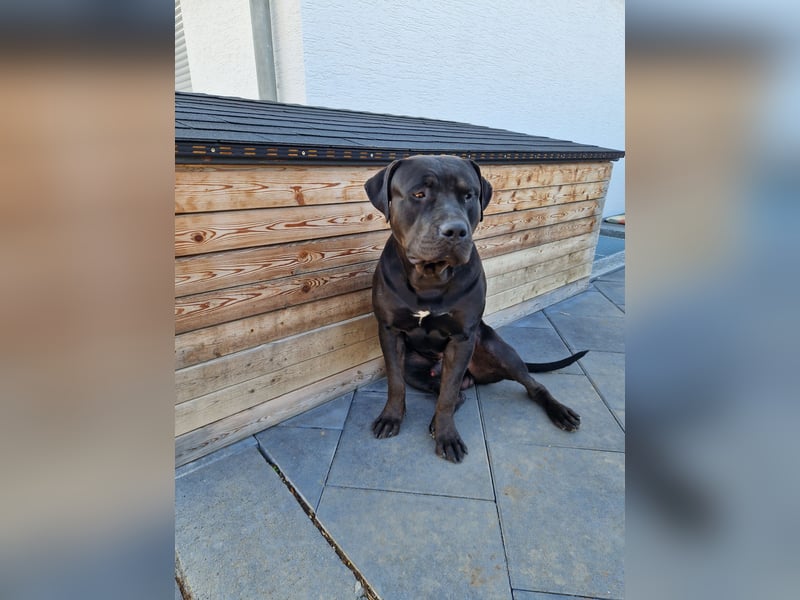 American Bully XL