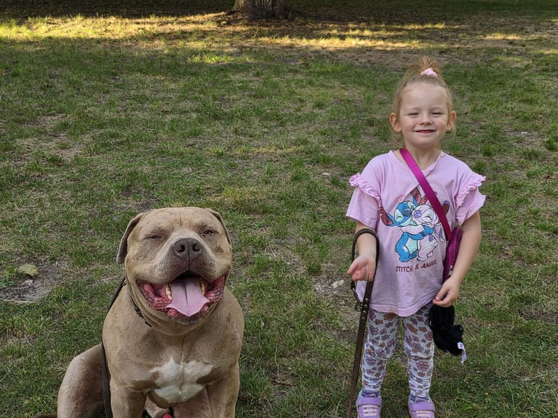 American bully xxl sucht neues zuhause.