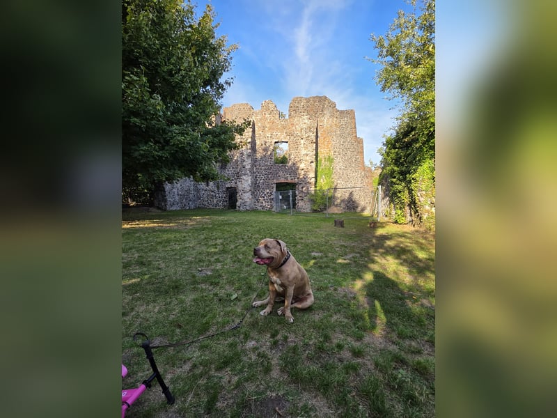 American bully xxl sucht neues zuhause.