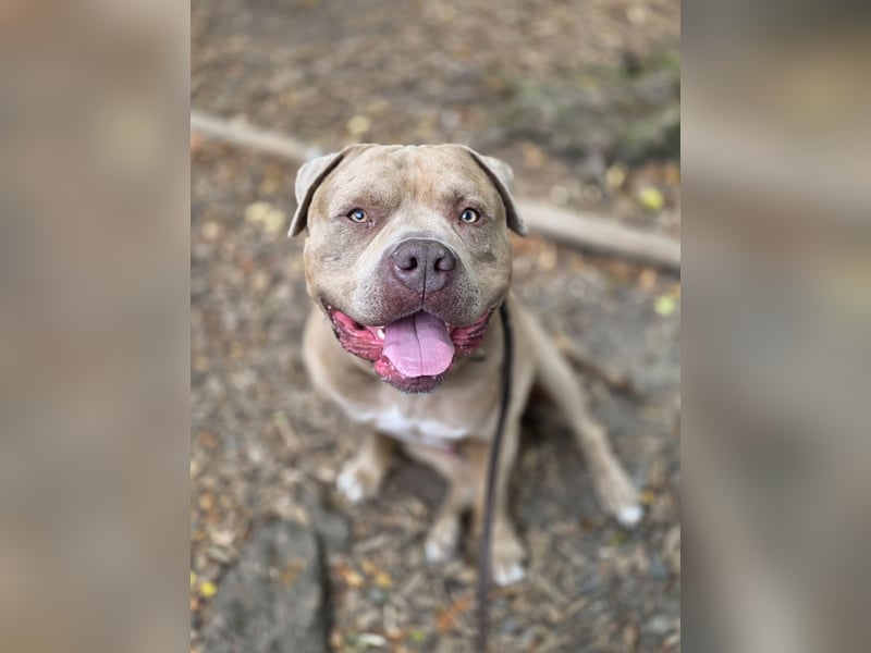 American bully xxl sucht neues zuhause.