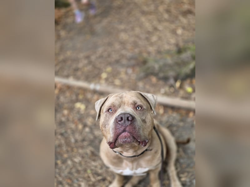 American bully xxl sucht neues zuhause.