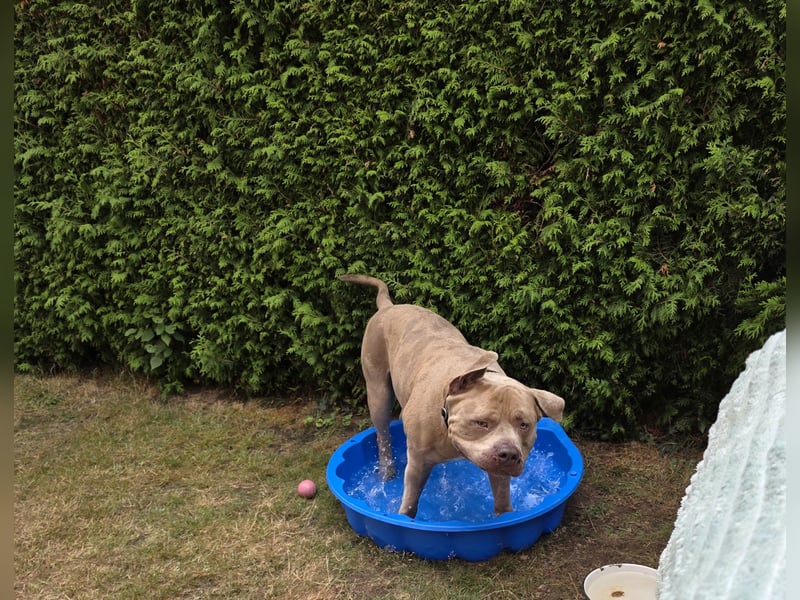 American bully xxl sucht neues zuhause.