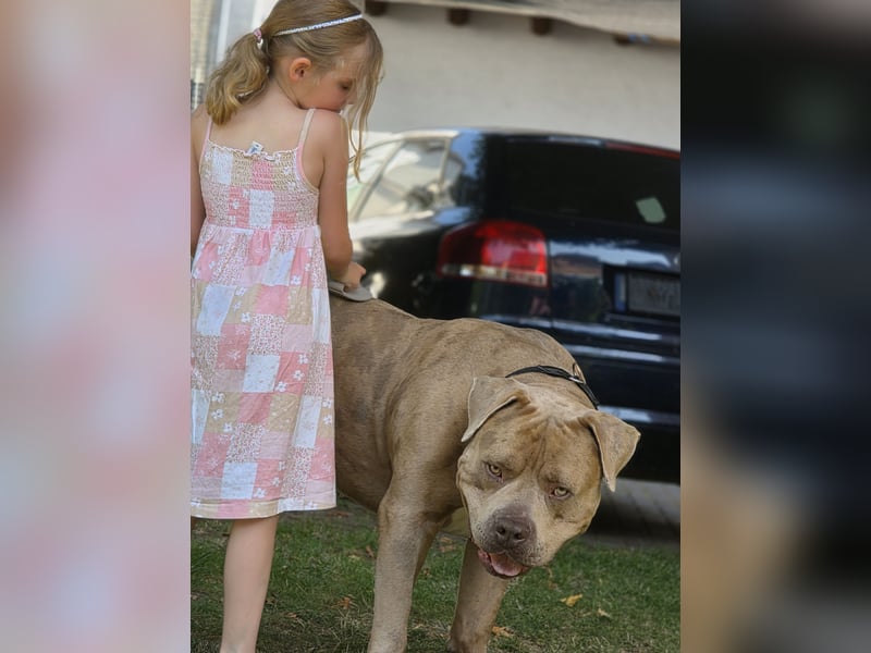 American bully xxl sucht neues zuhause.
