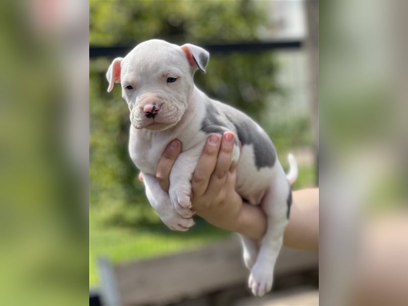 American Bully Welpen