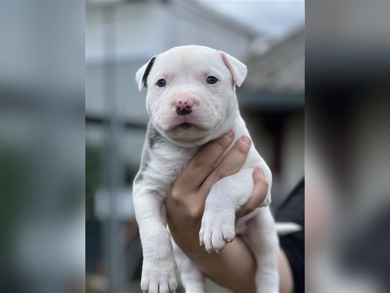 American Bully Welpen