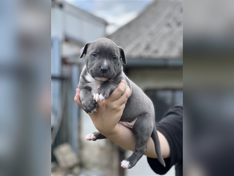 American Bully Welpen