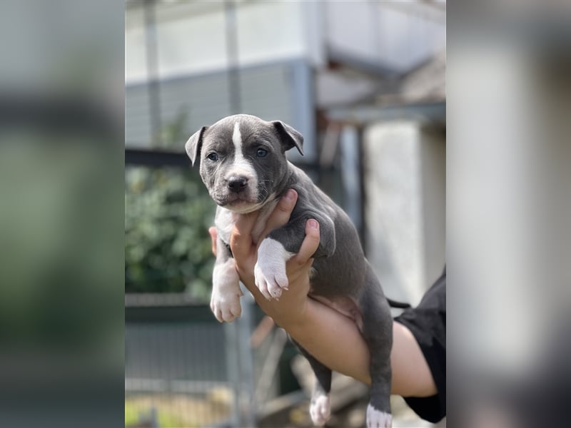 American Bully Welpen