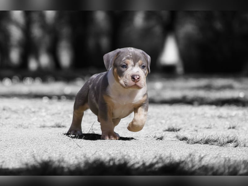 American Bully Welpen