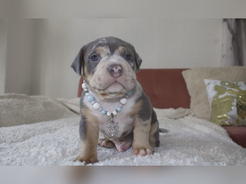American Bully Welpen