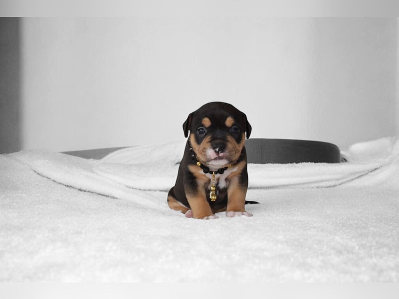 American Bully Welpen