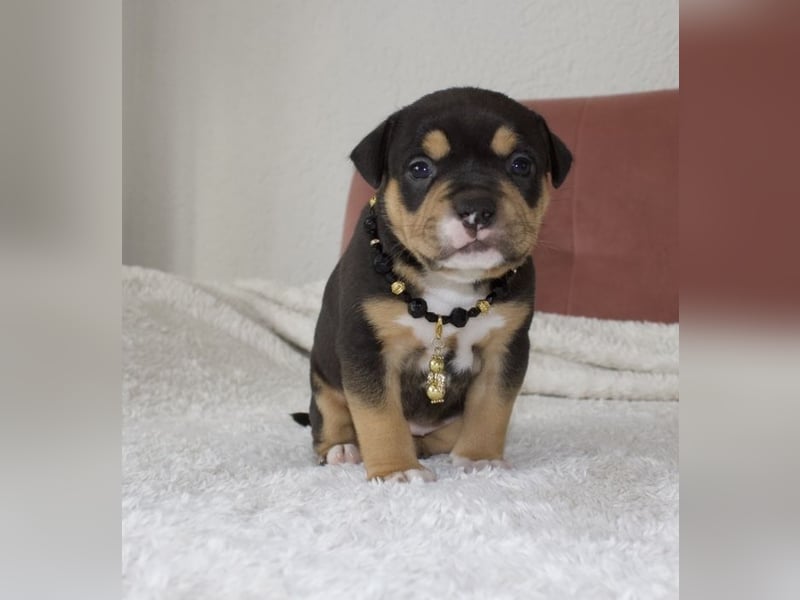 American Bully Welpen