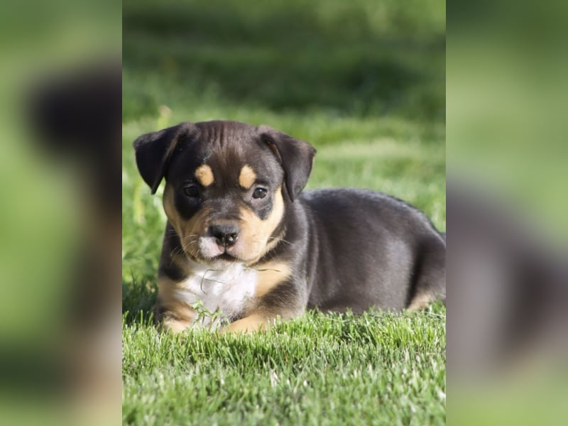 American Bully Welpen