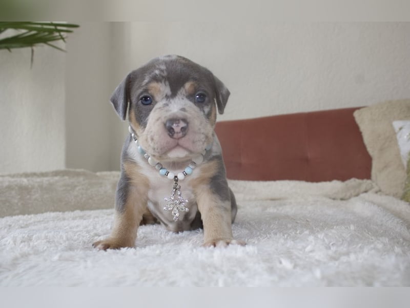 American Bully Welpen