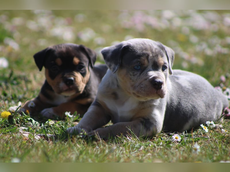 American Bully Welpen