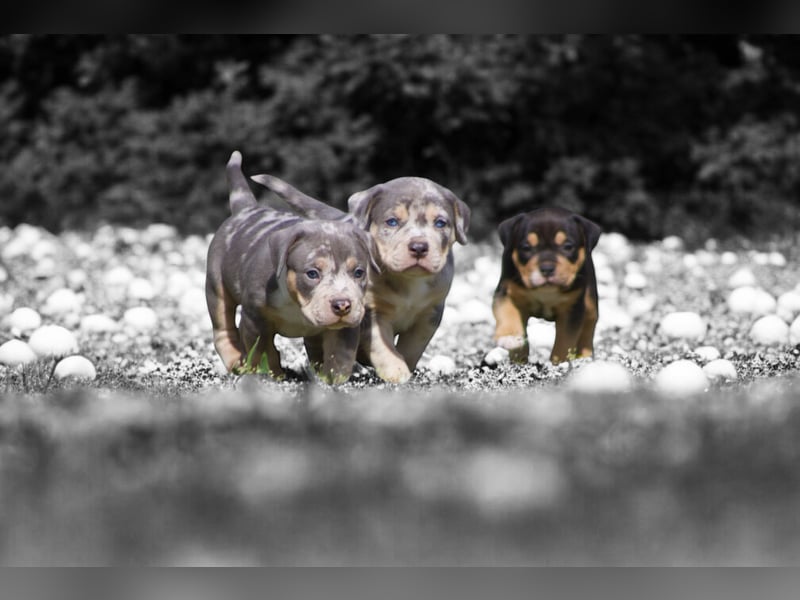 American Bully Welpen
