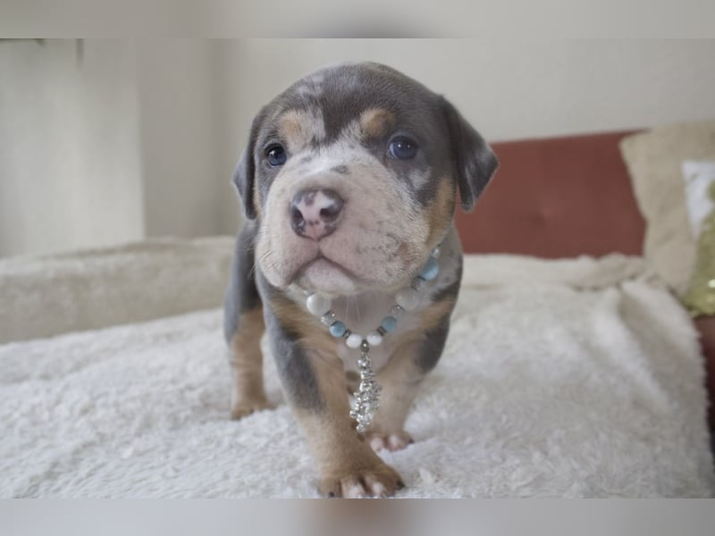 American Bully Welpen