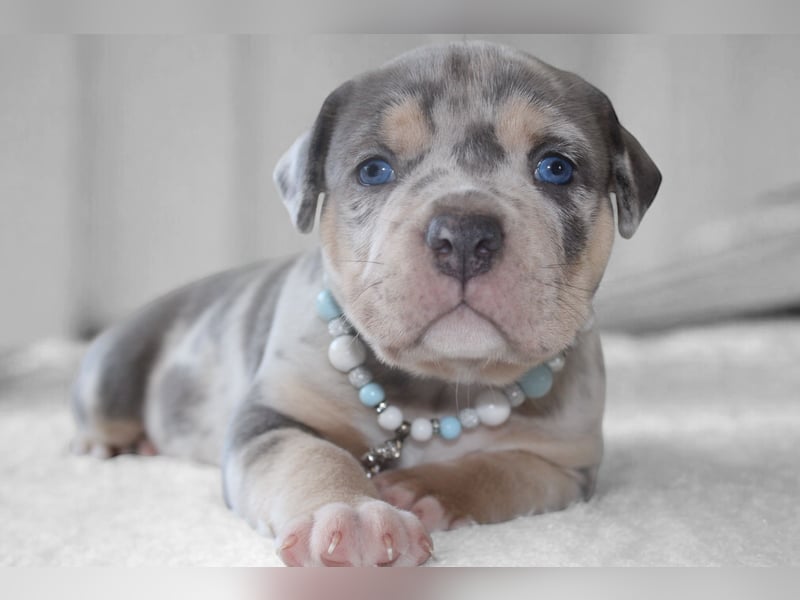 American Bully Welpen