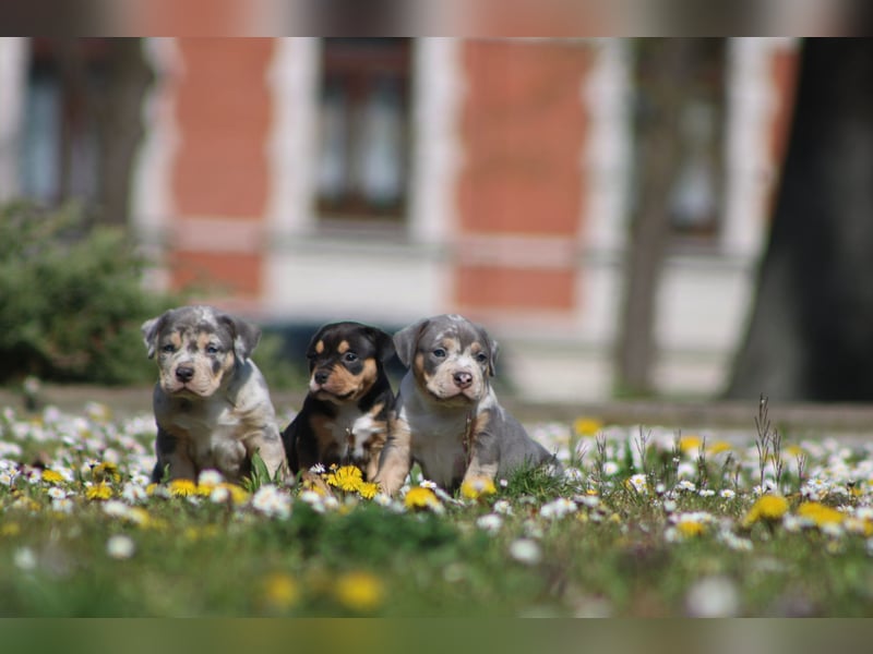 American Bully Welpen