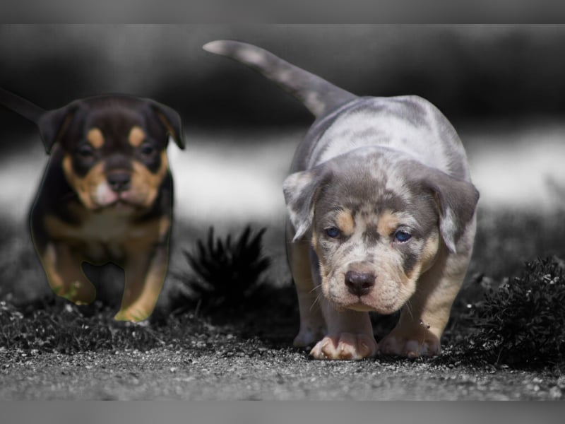American Bully Welpen