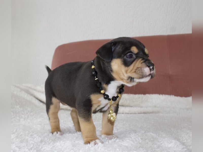 American Bully Welpen