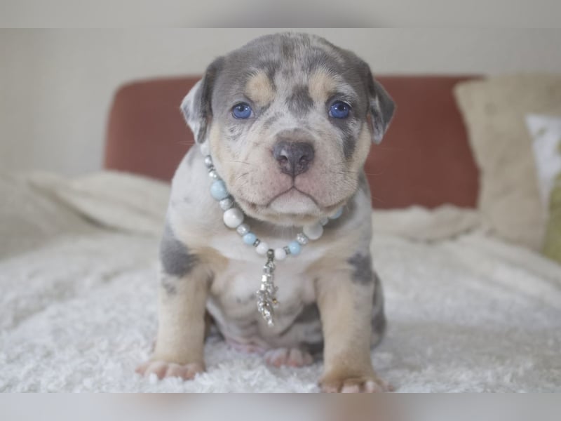 American Bully Welpen