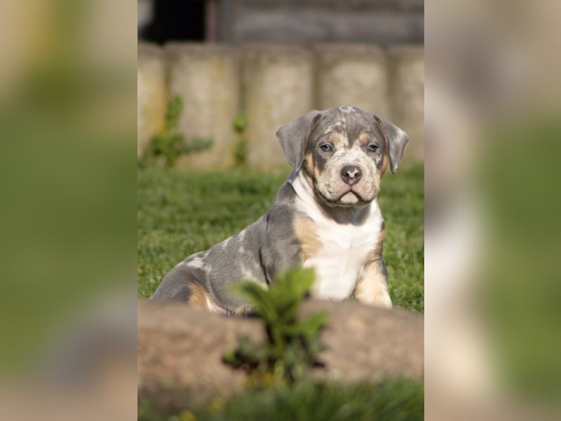 American Bully Welpen