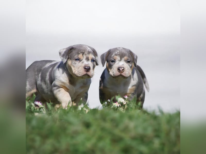 American Bully Welpen