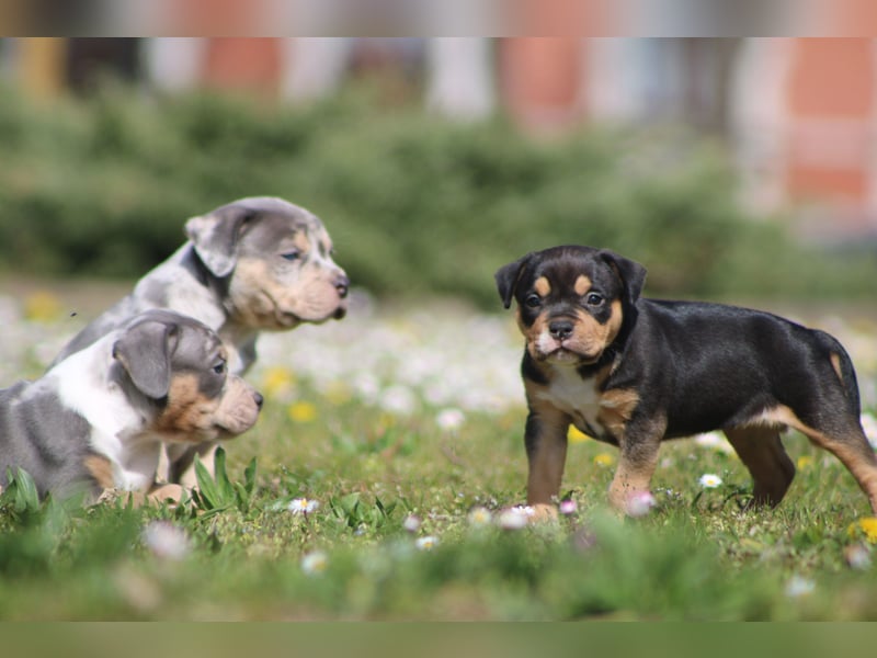 American Bully Welpen