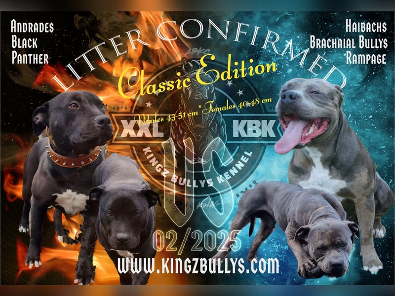 Kingzbullys Classic Edition/American Bully Classic