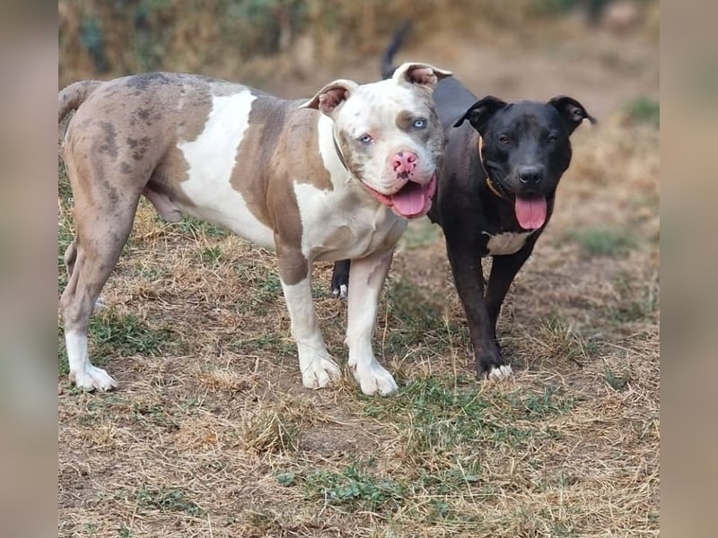 Kingzbullys Classic Edition/American Bully Classic