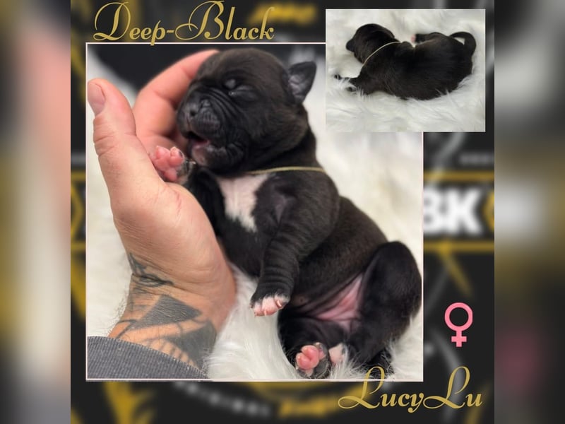 Kingzbullys Classic Edition/American Bully Classic