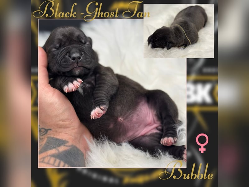 Kingzbullys Classic Edition/American Bully Classic