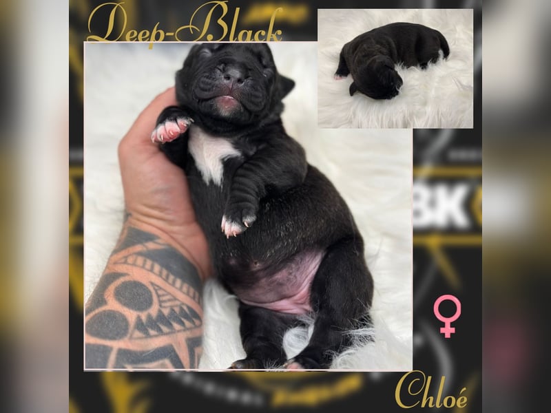 Kingzbullys Classic Edition/American Bully Classic