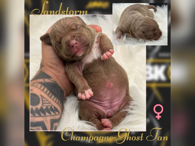 Kingzbullys Classic Edition/American Bully Classic